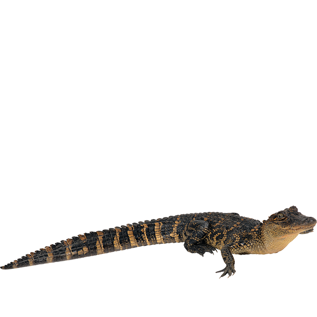 Alligator